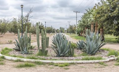 Finca-Rancho en Venta en El Vergel, Gómez Palacio, Durango
