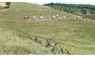 Finca Ganadera Puerto Berrio