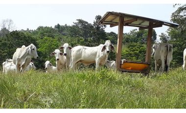 Finca Ganadera Puerto Berrio