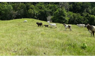 Finca Ganadera Puerto Berrio