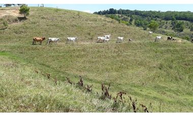 Finca Ganadera Puerto Berrio
