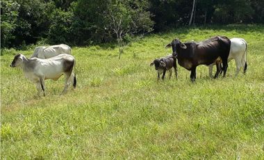 Finca Ganadera Puerto Berrio