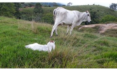 Finca Ganadera Puerto Berrio