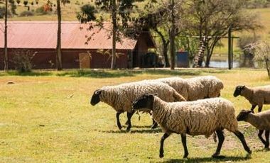 Parcela en Venta en PARCELA SANTA INÉS