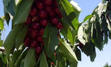 Parcela en venta en RENGO