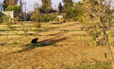Casa en venta  en LAMPA
