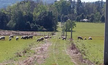 Parcela en venta  en PITRUFQUÉN
