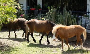 Hacienda/Finca venta de Lujo Flandes Tolima 7Ha. colinda Río Magdalena