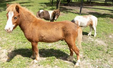 Hacienda/Finca venta de Lujo Flandes Tolima 7Ha. colinda Río Magdalena