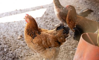 Hacienda/Finca venta de Lujo Flandes Tolima 7Ha. colinda Río Magdalena