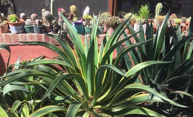 Alquiler Temporario, Temporada 15/1 al 15/2 de 2026 Barrio cerrado Chacra Alcalá - Bella Vista