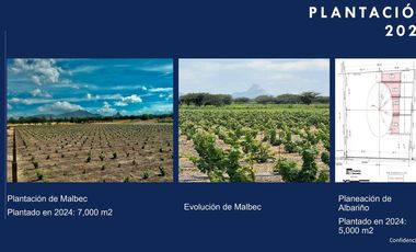 Venta de Terrenos con Corredor Vinícola en Bernal