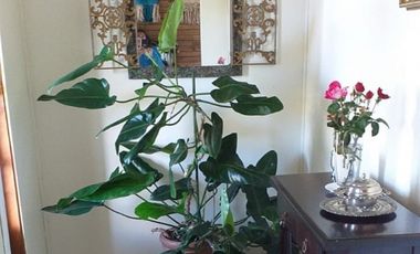 Rapaco/Alto San Isidro - Casa - Venta