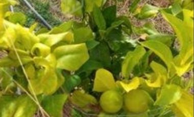 San Toribio/Puico - Parcela - Venta