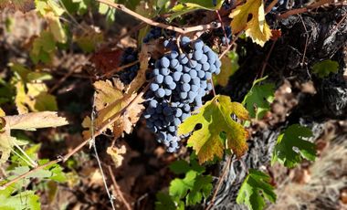 San Toribio/Puico - Parcela - Venta