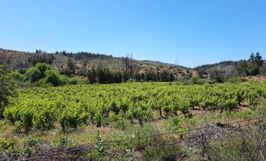 San Toribio/Puico - Parcela - Venta