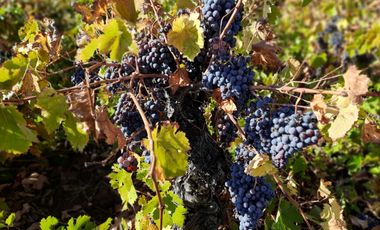 San Toribio/Puico - Parcela - Venta