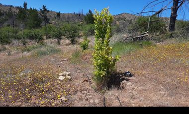 San Toribio/Puico - Parcela - Venta