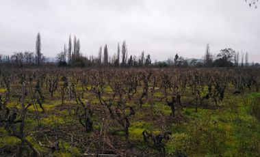 El Turco 2/Villa Alegre - Agricola - Venta