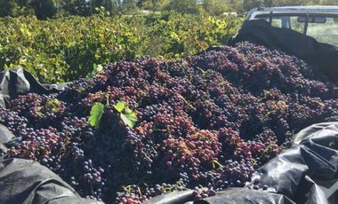 El Turco 2/Villa Alegre - Agricola - Venta