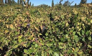 El Turco 2/Villa Alegre - Agricola - Venta