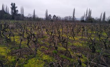 El Turco 2/Villa Alegre - Agricola - Venta