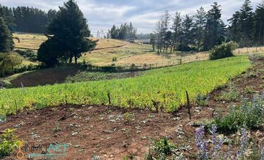 Terreno Construccion  en Venta en Botrolhue