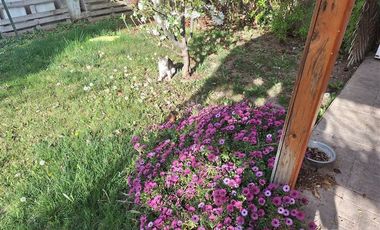 Casa en Arriendo en Pedro Aguirre Cerda