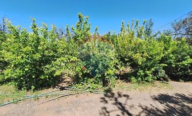 Parcela En Lo Cañas 10 mil m2 - Derecho a agua