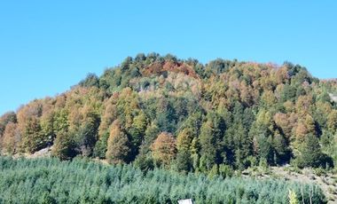 Parcelas en Melipeuco