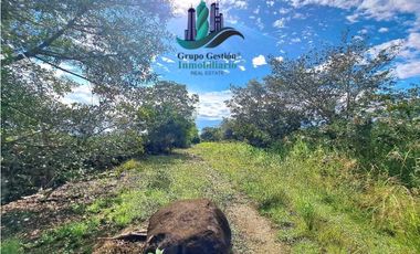 VENDO.FINCA DE 8Ha TOPOGRAFIA PLANA CON QUEBRADA DE AGUA VIVA