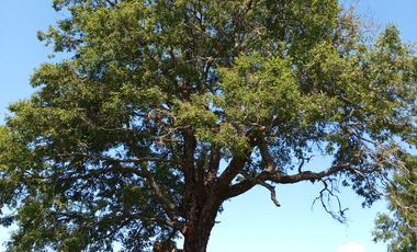 LINDAS PARCELAS  A  MINUTOS DEL CENTRO DE VILLARICA CON ROL