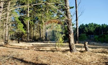 Excelente Parcela de 1 Hectárea en Laguna Verde