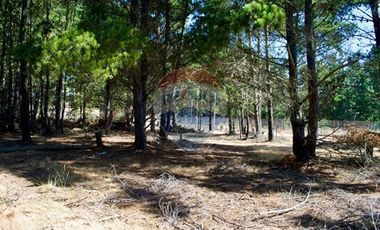 Excelente Parcela de 1 Hectárea en Laguna Verde