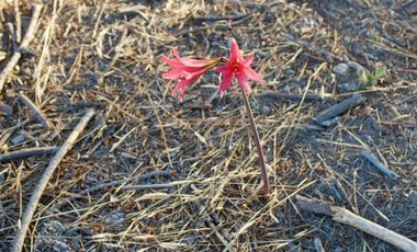 Excelente Parcela de 1 Hectárea en Laguna Verde