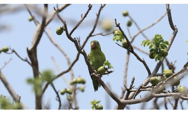 Lotes en venta con vista al mar en la vereda el Limon - Santa Marta