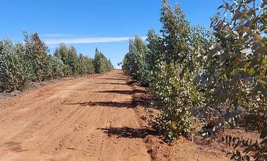 PARCELA EL PERAL A 25 MIN DE PLAYA. CARDENAL CARO, PAREDONES