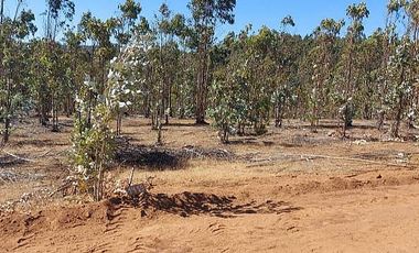 PARCELA EL PERAL A 25 MIN DE PLAYA. CARDENAL CARO, PAREDONES