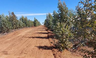 PARCELA EL PERAL A 25 MIN DE PLAYA. CARDENAL CARO, PAREDONES