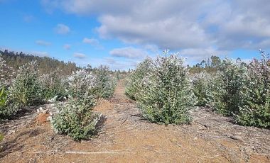 PARCELA EL PERAL A 25 MIN DE PLAYA. CARDENAL CARO, PAREDONES