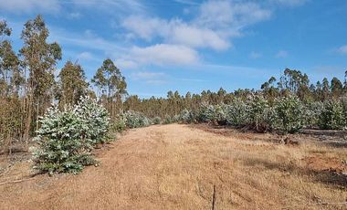PARCELA EL PERAL A 25 MIN DE PLAYA. CARDENAL CARO, PAREDONES