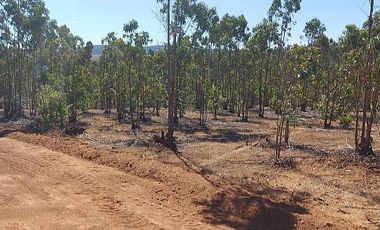 PARCELA EL PERAL A 25 MIN DE PLAYA. CARDENAL CARO, PAREDONES