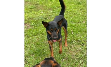 Vendo extraordinaria casa finca en San Vicente Ferrer