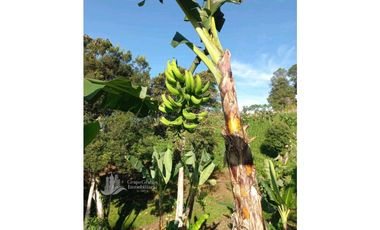 SE VENDEDE FINCA 2.645---- M2