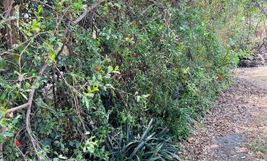 Se renta Suite solo para ejecutivo HR275