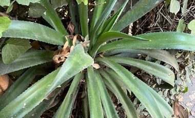 Se renta Suite solo para ejecutivo HR275