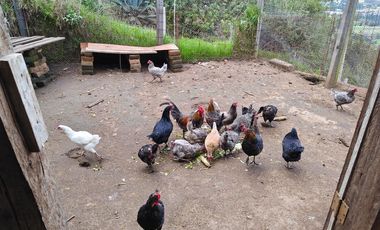 VENTA TERRENO AGRICOLA, OYAMBARILLO / MGA