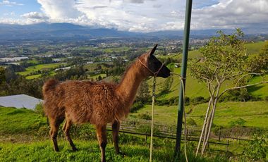 VENTA TERRENO AGRICOLA, OYAMBARILLO / MGA