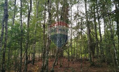 Parcelas en venta Pucón Villarrica