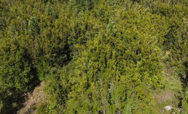 Últimas Parcelas en Sector Lago Chapo, Puerto Montt con Precio Rebajado Hasta el 31-12-2025